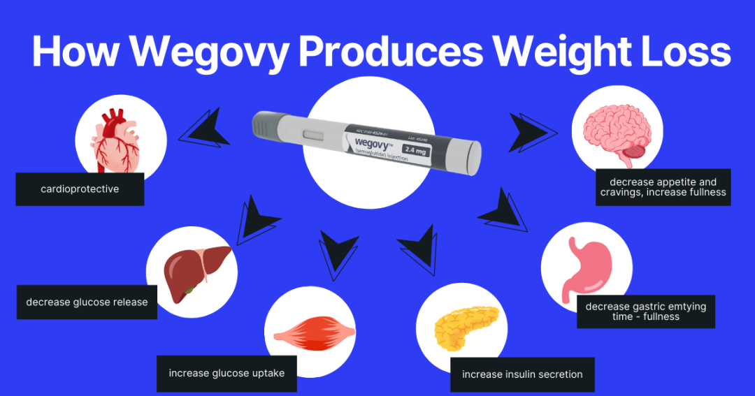 Illustration of how wegovy acts on different human organs