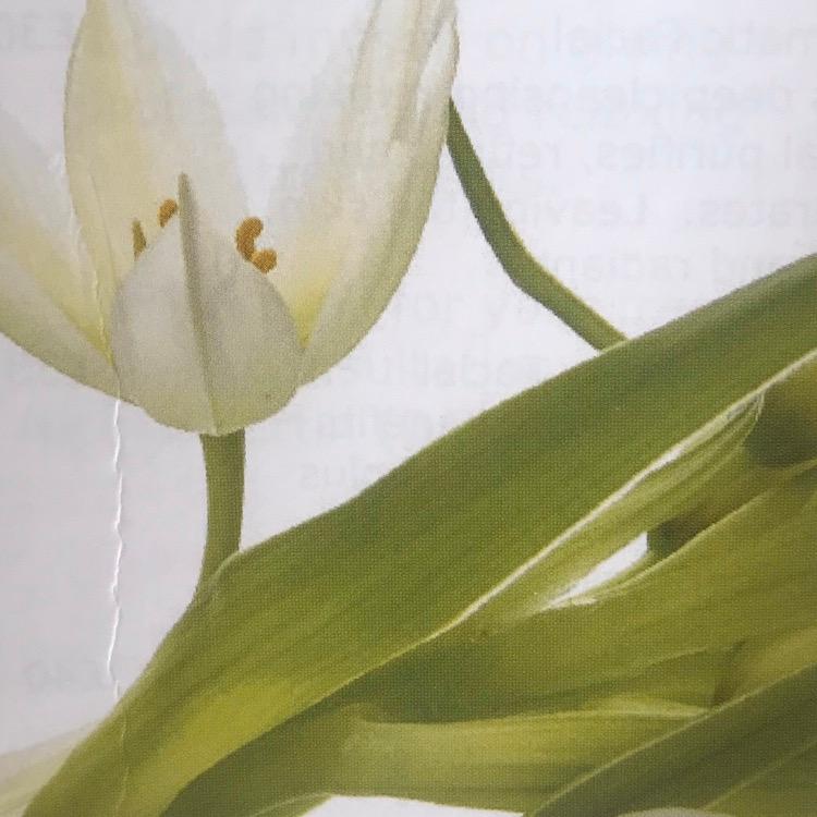 Orchid Beauty image 1